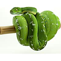 Pet shops near me that sell snakes cheap