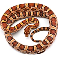 mini python snake pet｜TikTok Search