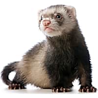 Types of best sale hamsters at petco