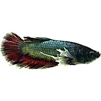 Elephant Ear Halfmoon Plakat Betta