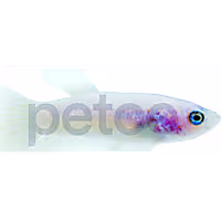 Baby Betta