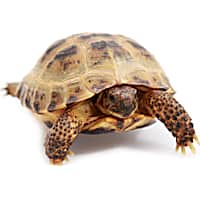 Pet Turtles Tortoises for Sale Petco