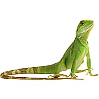 Tokay gecko price at petco discount