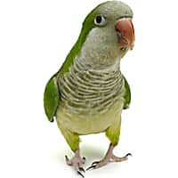 Parrot shopping online outlet