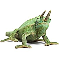 Pet Lizards For Sale Petco