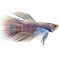 Male Elephant Ear Betta