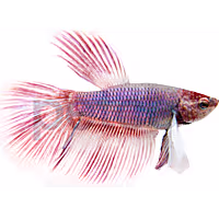 Male Delta Tail Elephant Ear Betta