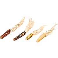Brown's Tropical Carnival Mini Corn-on-the-Cob with Husks Foraging Treats