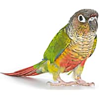 Pet bird near me 2025