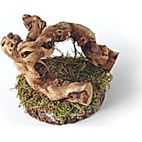 Mac's Creations Reptile Tree