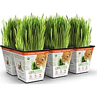 Pet Greens Cat Grass Original Wheatgrass