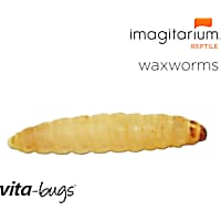 Vita-Bugs Waxworms