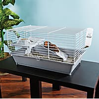 You & Me Guinea Pig Starter Kit
