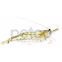 Amano Shrimp