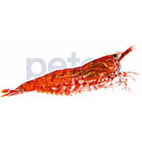 Cherry Shrimp