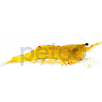 Orange Shrimp