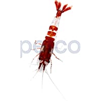 Petco blue shrimp cheap