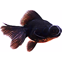 Black Butterfly Goldfish, 2.5"-3.5" Length (Carassius Auratus)