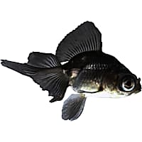 Oranda goldfish petco online