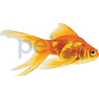 Pet Goldfish Live Goldfish For Sale Petco