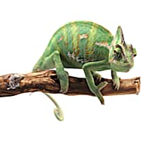 Pet Lizards For Sale Petco