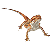 Lizard pet shop clearance