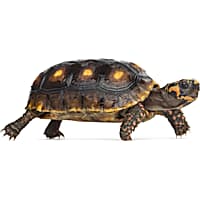 Pet stores near me that sell turtles online