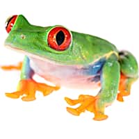 Petco pacman frog top
