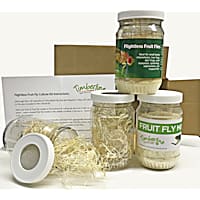 Flightless Fruit Flies Culture Kit - D. melanogaster