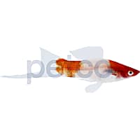 Mosquito fish for sale petco new arrivals