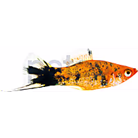 Sanshoku Koi Swordtail