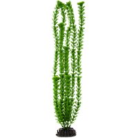 Imagitarium Green Ambulia Background Aquarium Plant