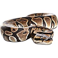 Snakes For Sale Live Pet Snakes For Sale Petco