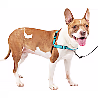 Petsafe Deluxe Easy Walk Harness
