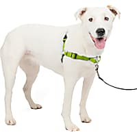 Sensation deals harness petco