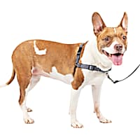 Service dog vest harness petco store