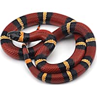 Pet store with snakes near me top