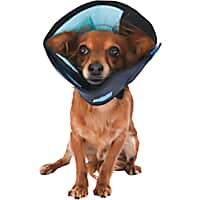 Dog cone outlet alternative petco