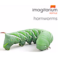 Hornworms
