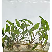 Barclaya longifolia - Tissue Culture Aquarium Plant
