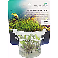 Cryptocoryne beckettii - Tissue Culture Aquarium Plant
