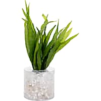 Microsorium pteropus "Narrow leaf" - Aquarium Tube Plant