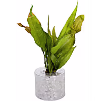Java Fern "Red" (Microsorum pteropus) - Aquarium Tube Plant