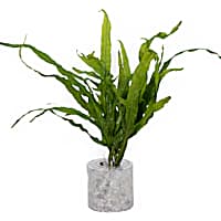 Microsorium pteropus "Trident" - Aquarium Tube Plant