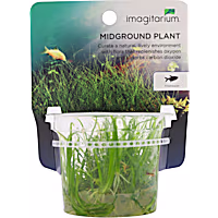 Helanthium tenellum - Tissue Culture Aquarium Plant