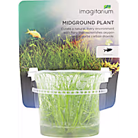 Eleocharis acicularis - Tissue Culture Aquarium Plant