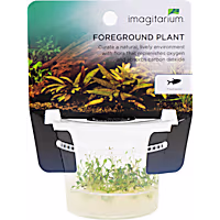 Glossostigma elatinoides - Tissue Culture Aquarium Plant