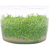 Micranthemum calitrichoides - Tissue Culture Aquarium Plant
