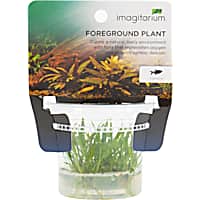 Cryptocoryne parva - Tissue Culture Aquarium Plant