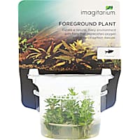 Ammania sp. - Bonsai - Tissue Culture Aquarium Plant